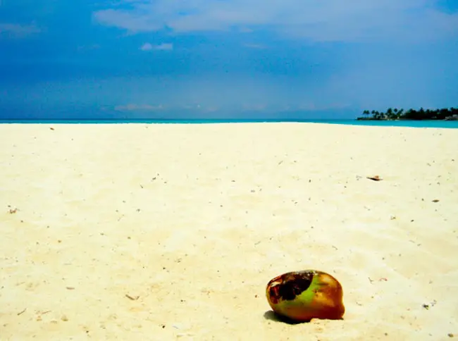 beach coconut