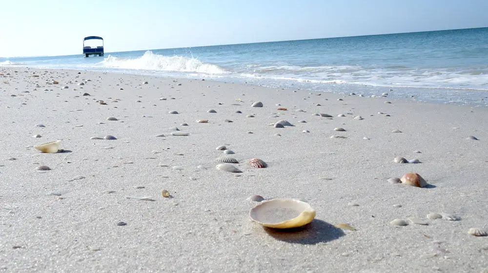 sea-shells-on-beach-north-captiva