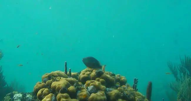underwater web cam