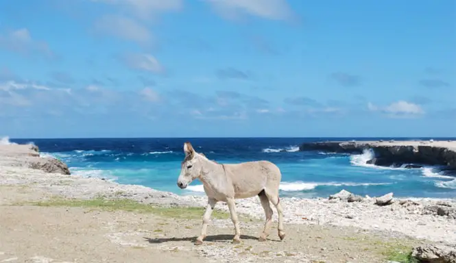 Caribbean Island Donkey