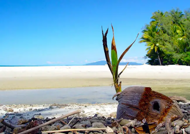 beach coconuts