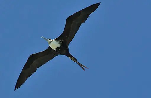 Magnificent frigatebird, Dry Tortugas, Fort Jefferson
