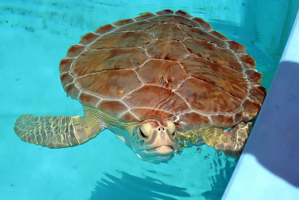 sea turtle, Florida Keys, Marathon