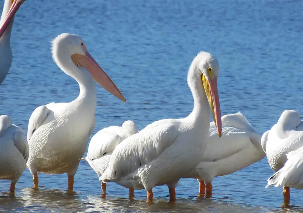 Great White Pelican, Bird, Ding Darling, Captiva, Sanibel