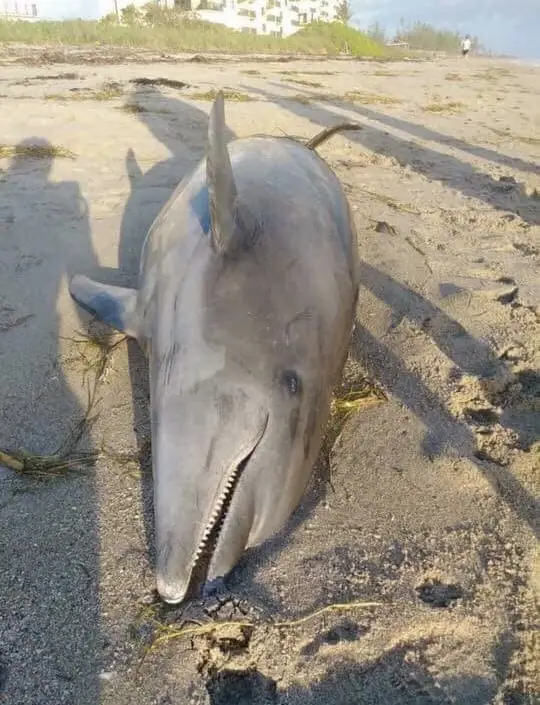 Lake Okeechobee Release, Toxic Water, Southwest Florida, Dead Dolphin
