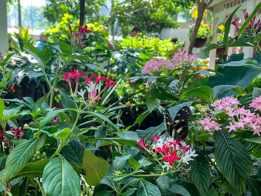 Butterfly Garden, Key West